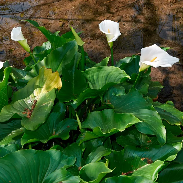 Bakker Arum blanc Calla plante de bassin blanc pot 9cm