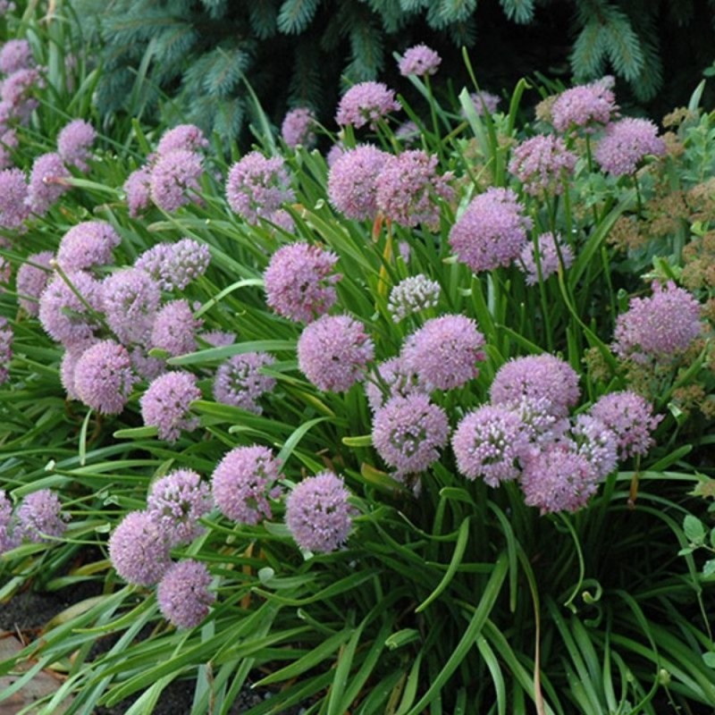 Passion Vivaces Allium angulosum plante vivace godet fleurs lilas