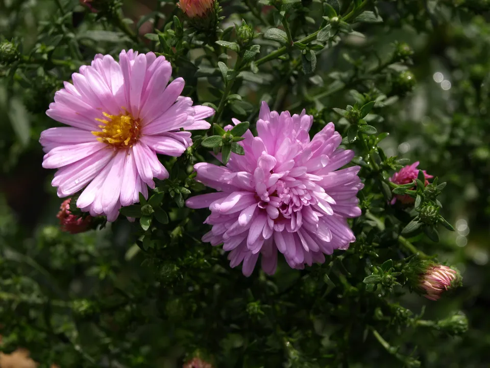 Aster novi-belgii Anita Webb plante vivace godet rose pâle