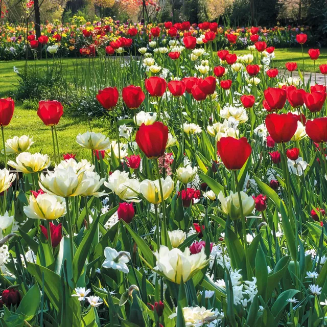 Bakker Bulbes de printemps massif rouge blanc sachet 30