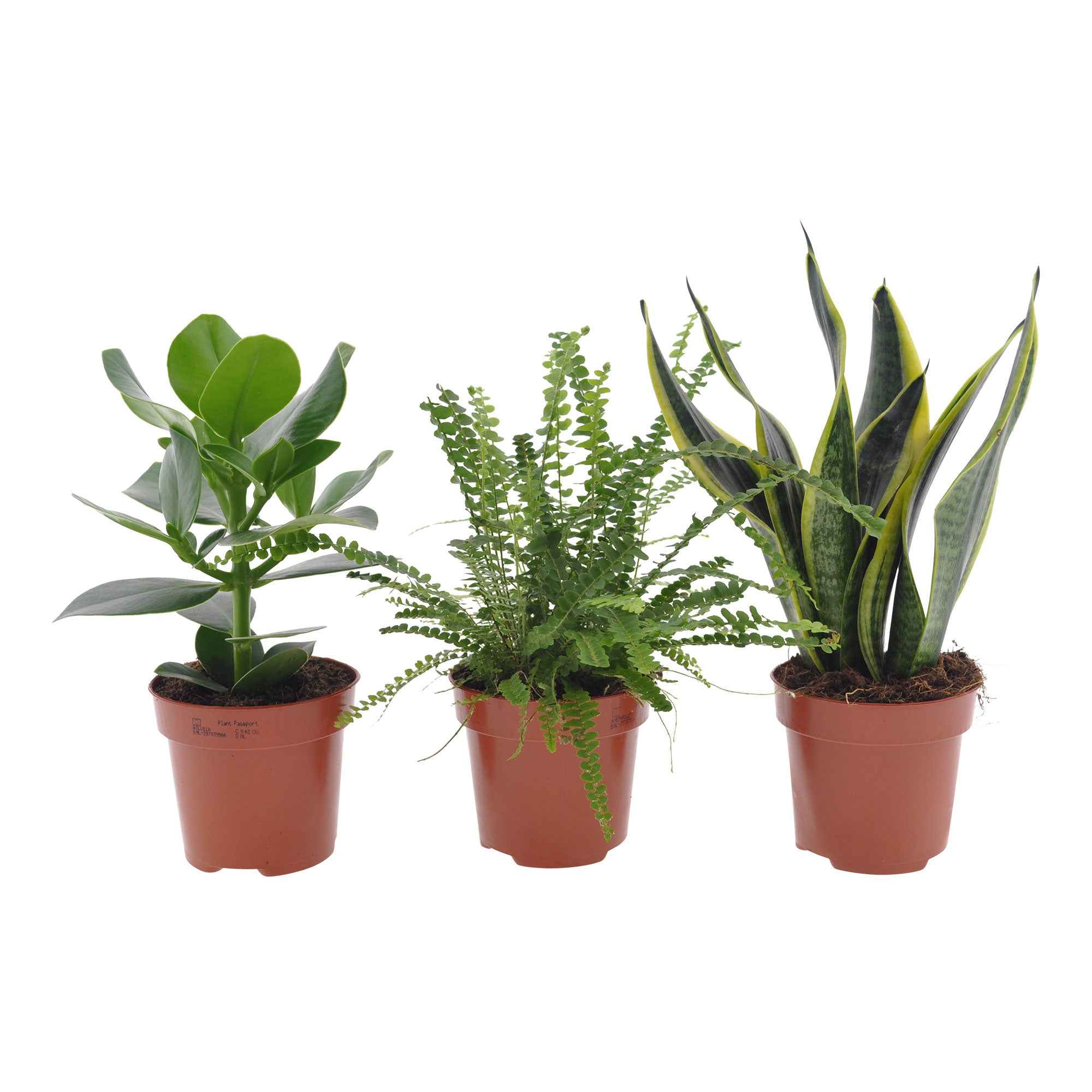 Bakker Collection 3 plantes vertes intérieur 3 pots Ø12cm