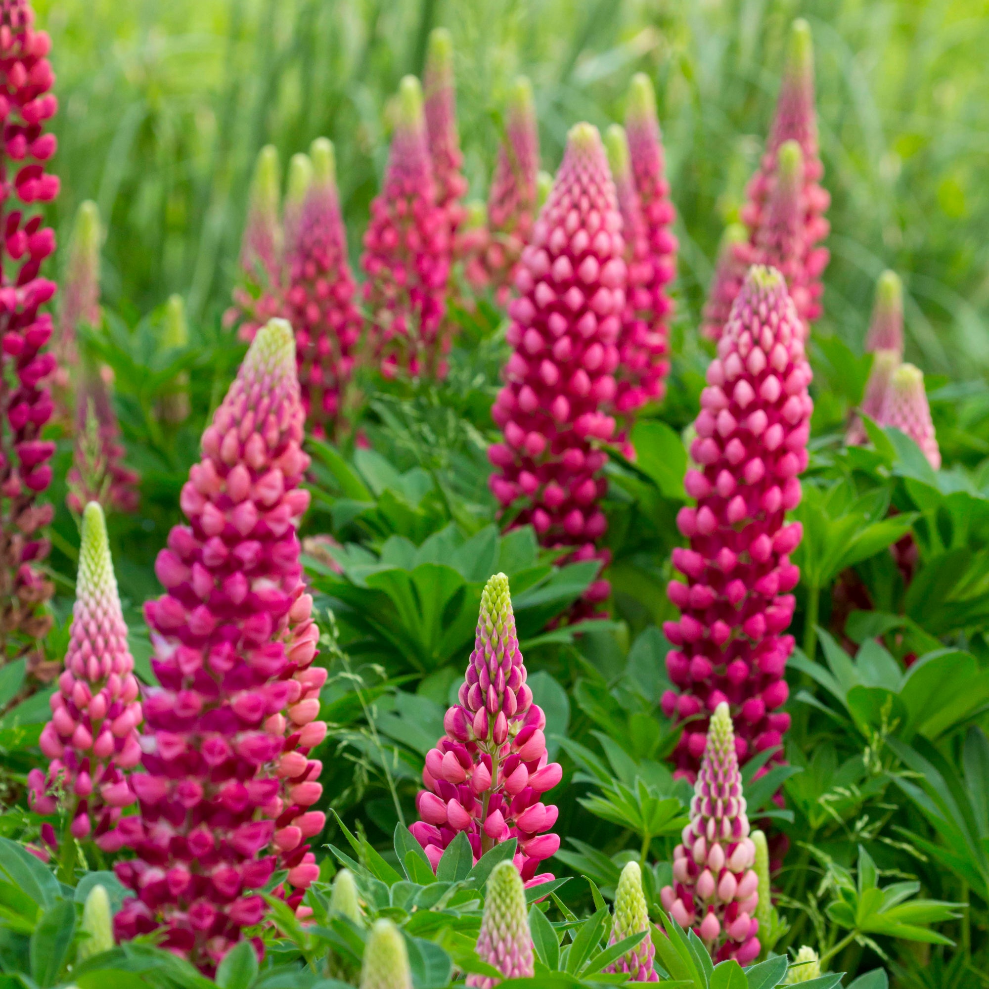 Bakker Plantes vivaces lupin Gallery Red pot Ø9cm rouge
