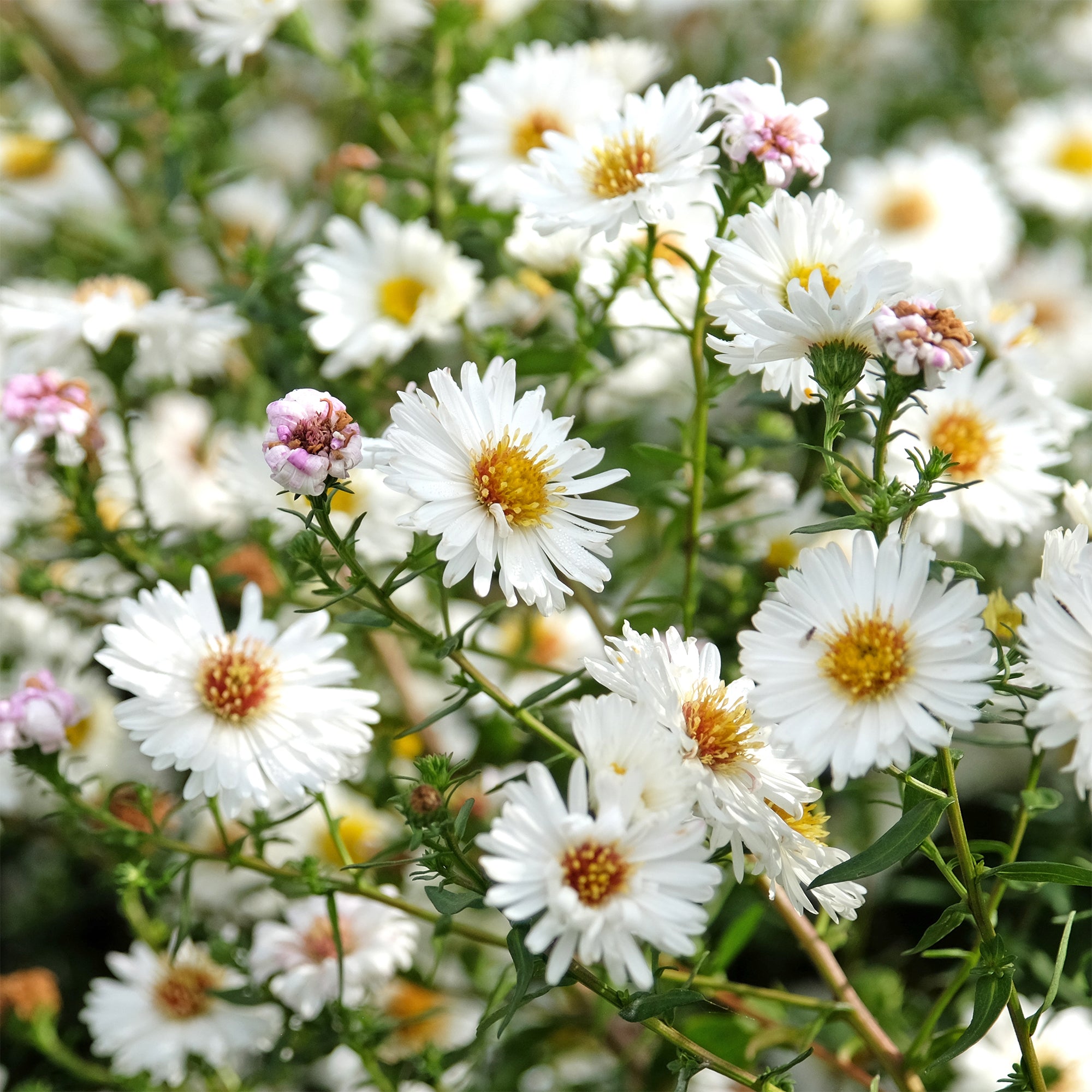 Bakker Aster White Lady vivace pot 9cm blanc