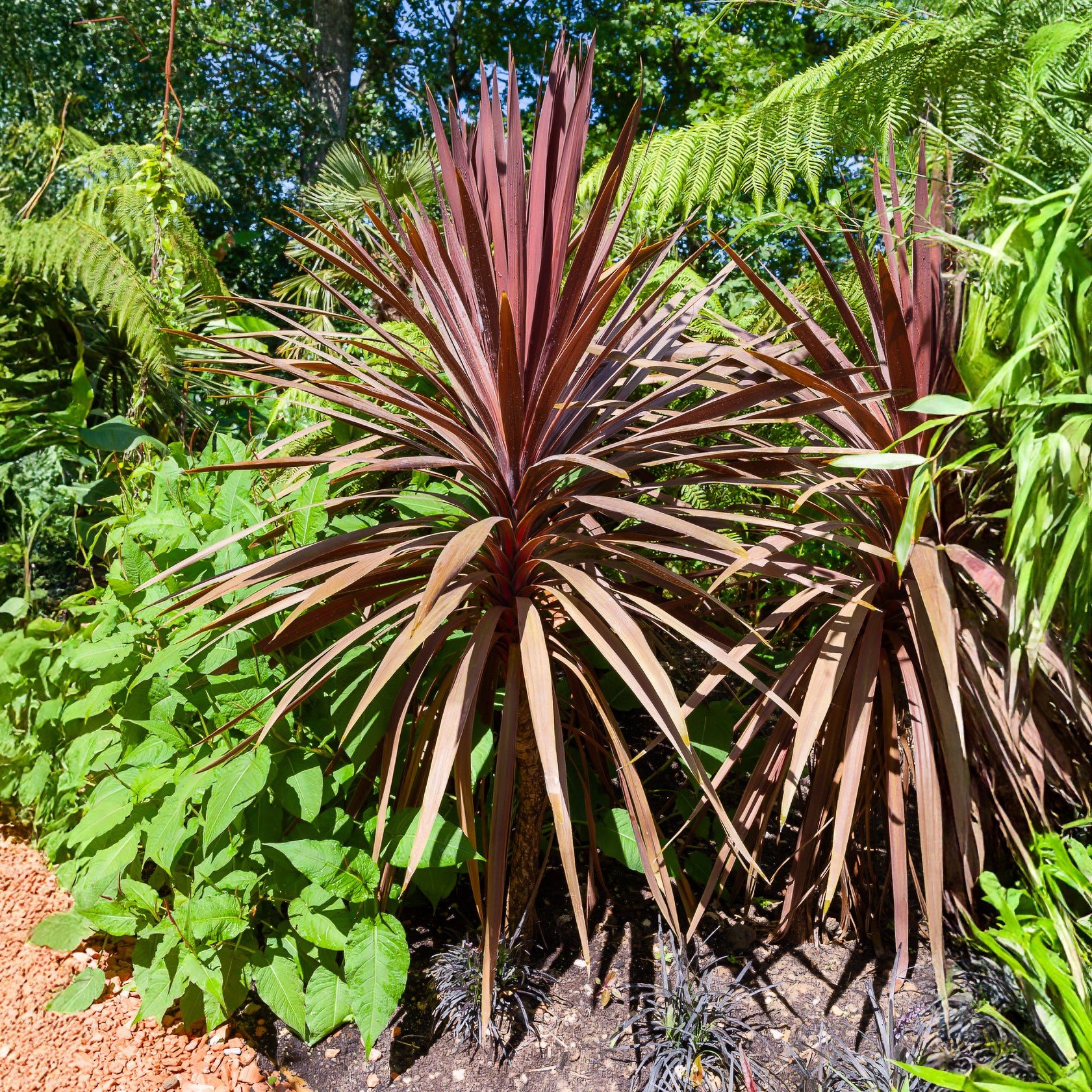 Bakker Red Star cordyline australe godet Ø9cm rouge