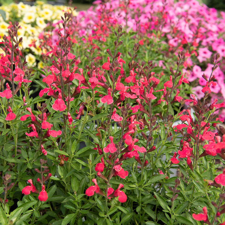 Bakker Plantes vivaces Sauge Lipstick salvia pot 9cm soleil