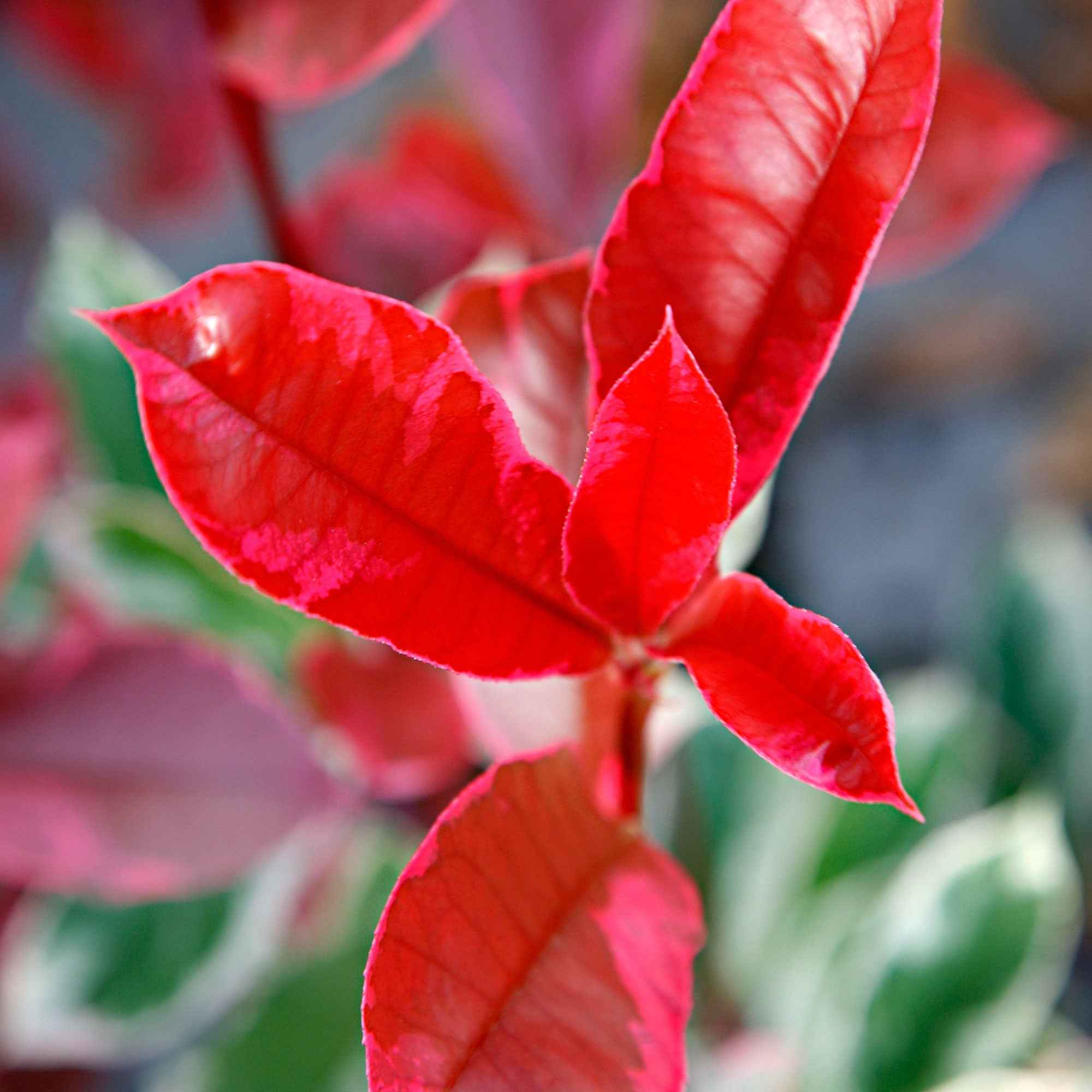 Bakker Photinia Pink Marble pot 2L feuillage panaché rose