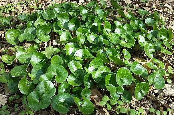 Passion Vivaces Asarum europaeum couvre-sol godet persistant