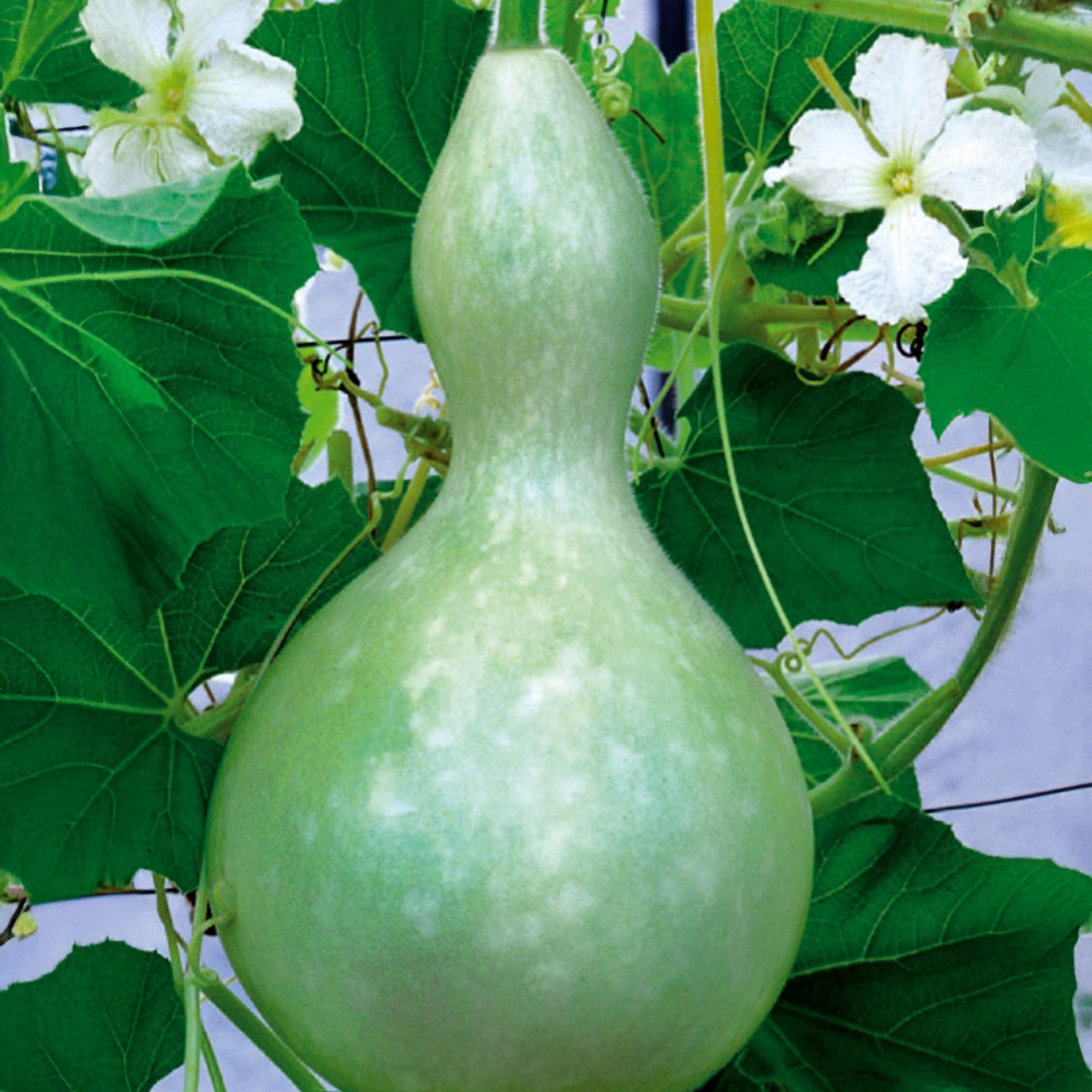 Bakker Calebasse Gourde graines potager sachet 3g 25 graines