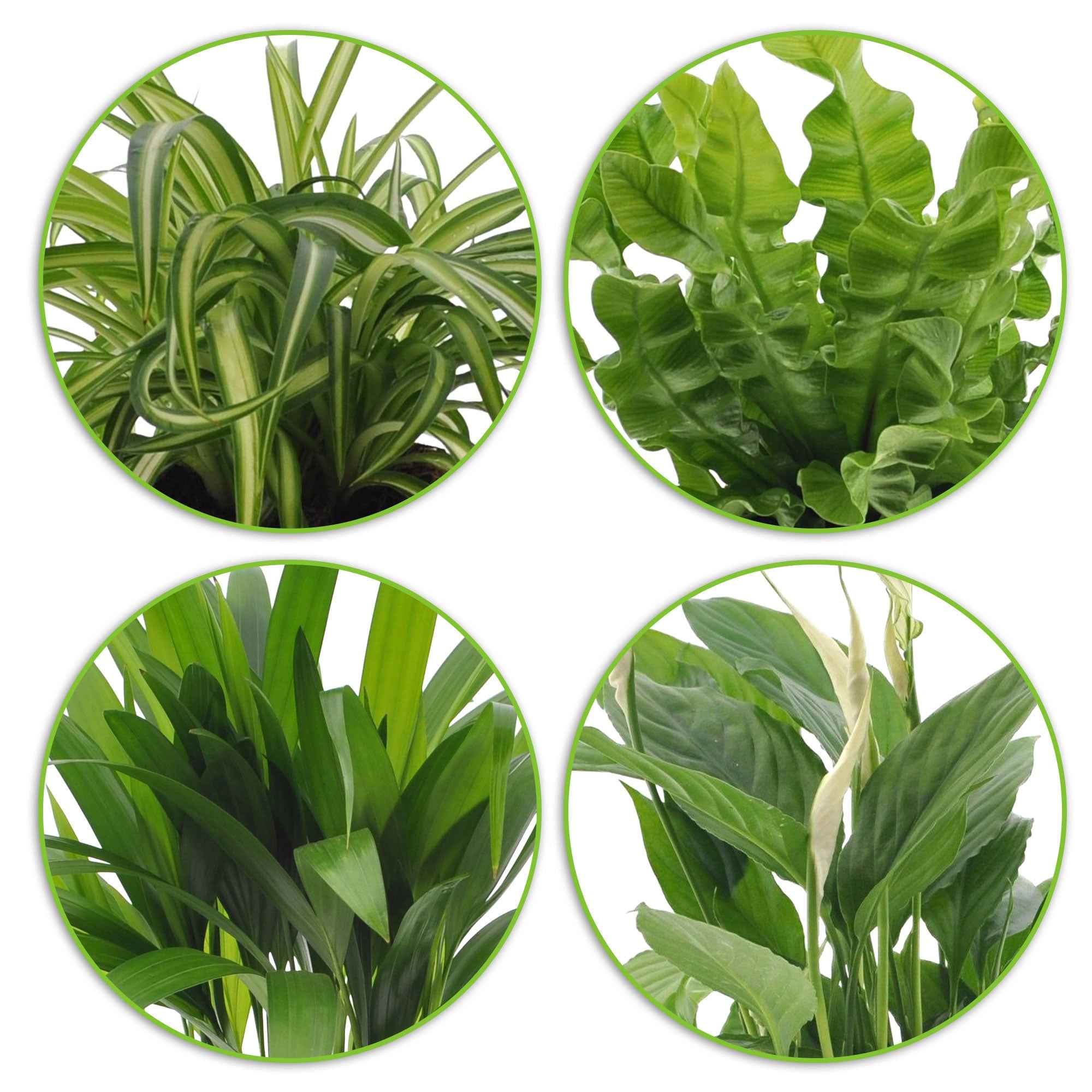 Bakker Collection 4 plantes dépolluantes pots Ø12cm