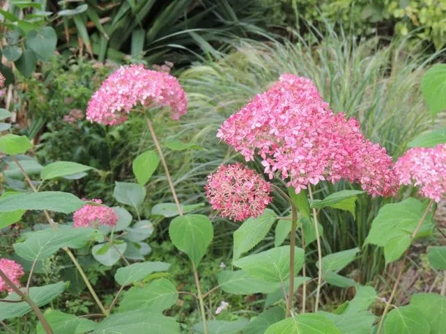 Les Hortensias du Haut Bois Invincible hortensia arborescent rose godet