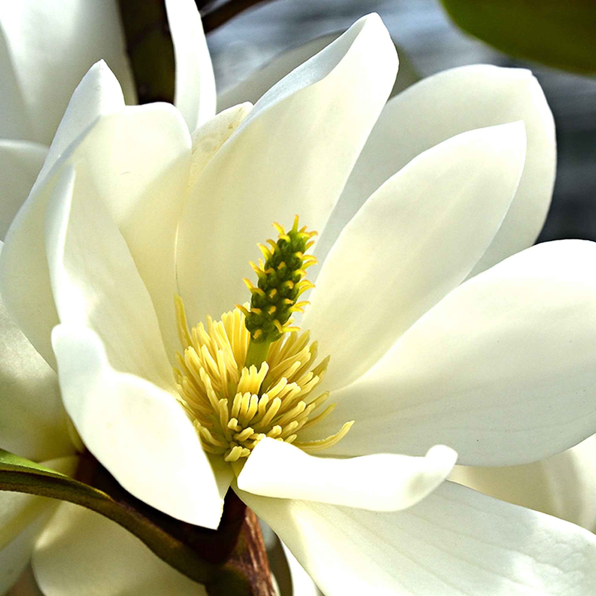 Bakker Magnolia Fairy White arbuste blanc pot 2L 20-30cm