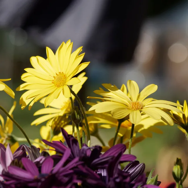 Bakker Marguerite du Cap jaune osteospermum pot 10,5cm