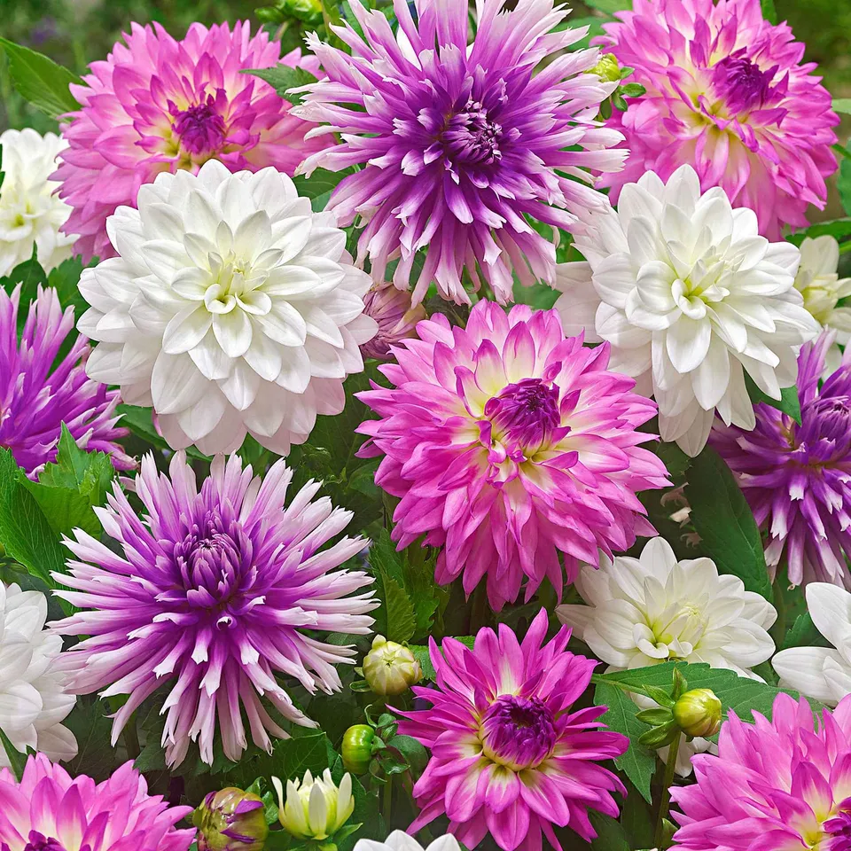 Bakker All Summer Long dahlia mélange 5 bulbes calibre I