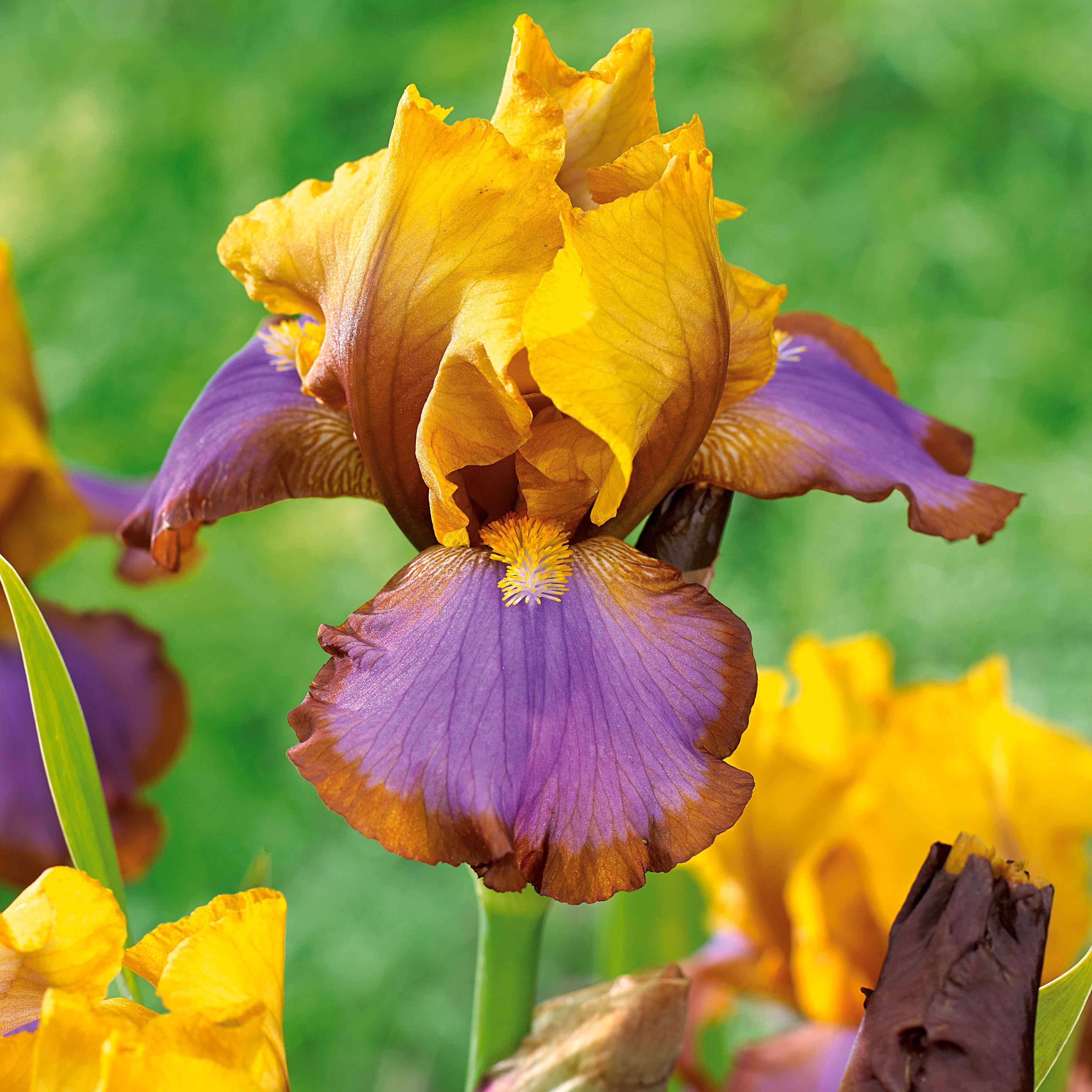 Bakker Iris jardin Lasso Bordure Sangreal 6 racines nues mélange