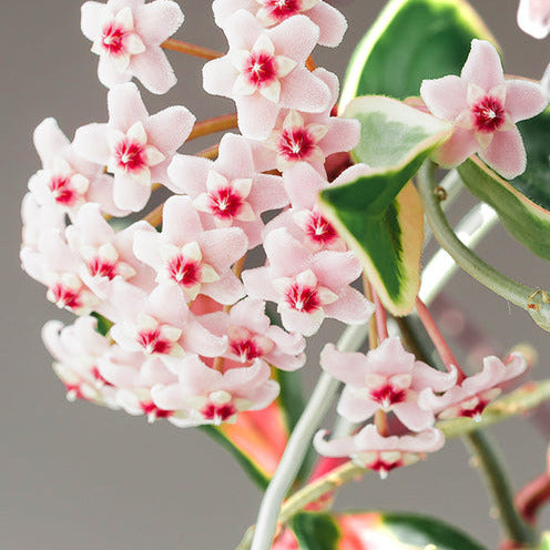 Bakker Hoya carnosa Krimson Queen plante de cire pot 12cm