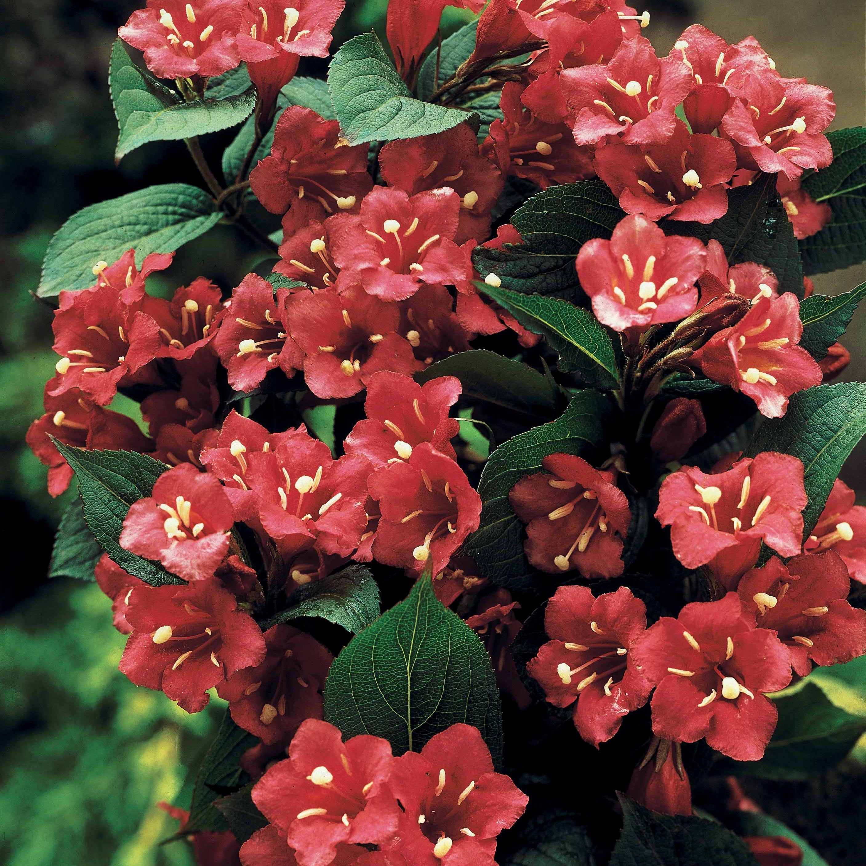Bakker Weigelia rouge sur tige arbuste racine nue 60 cm