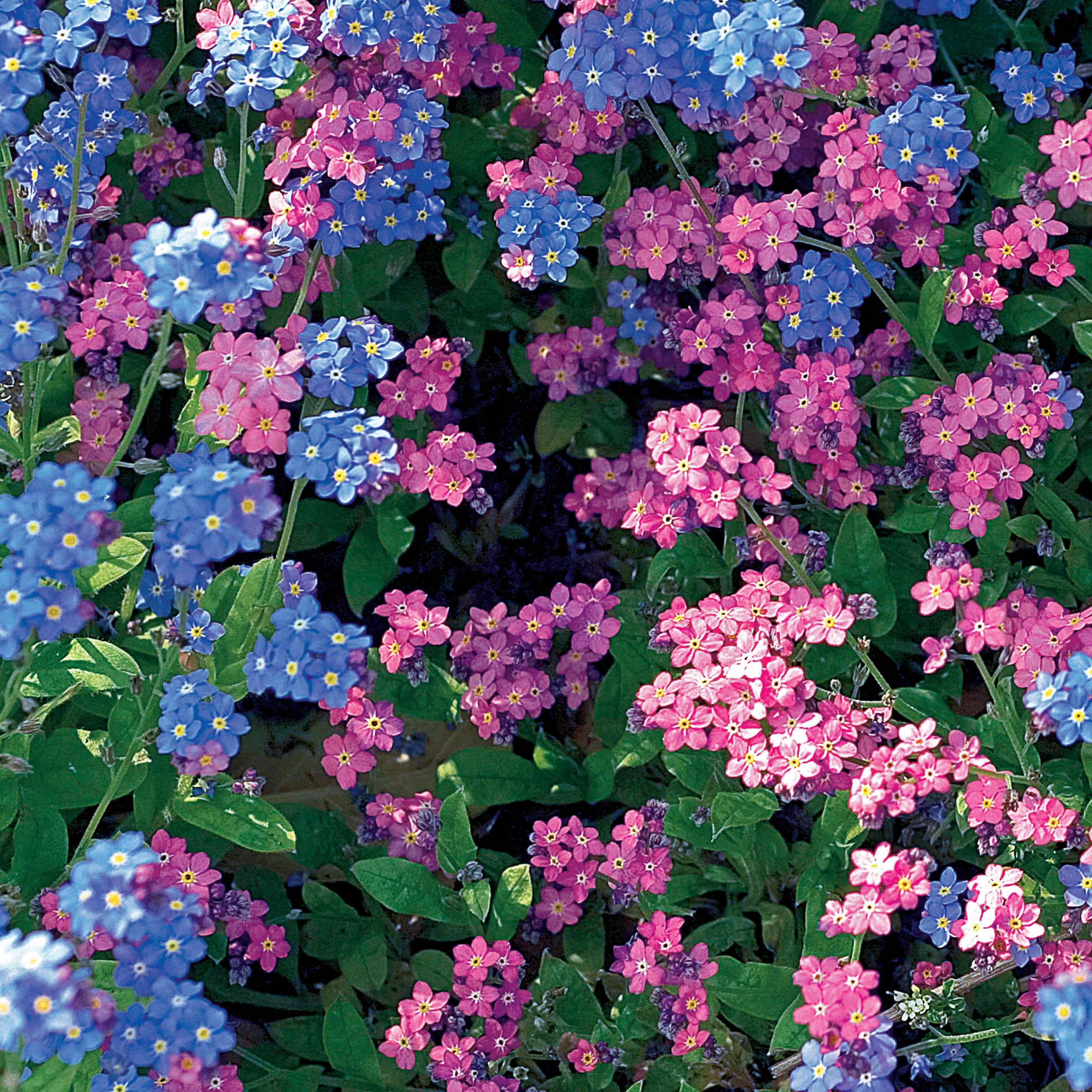 Bakker Myosotis des Alpes mélange sachet 0,5g graines