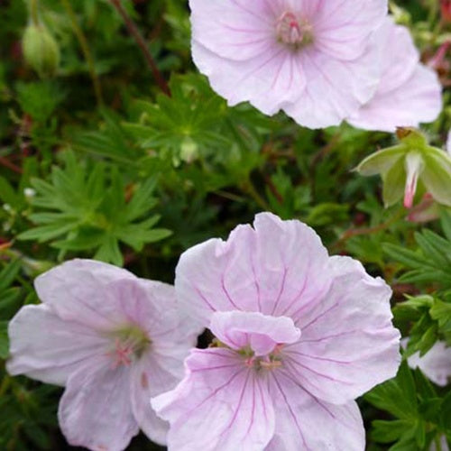 Bakker Plantes vivaces Géranium sanguin Apfelblüte pot 9cm rose