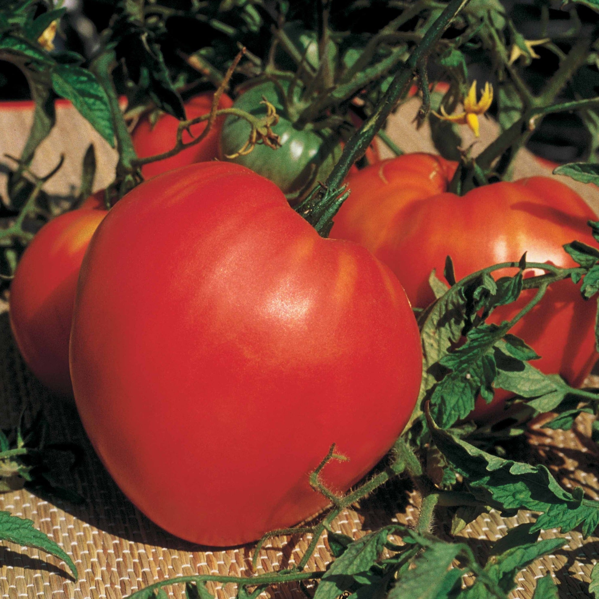 Bakker Potager Collection 3 tomates Coeur Boeuf sachets sauce