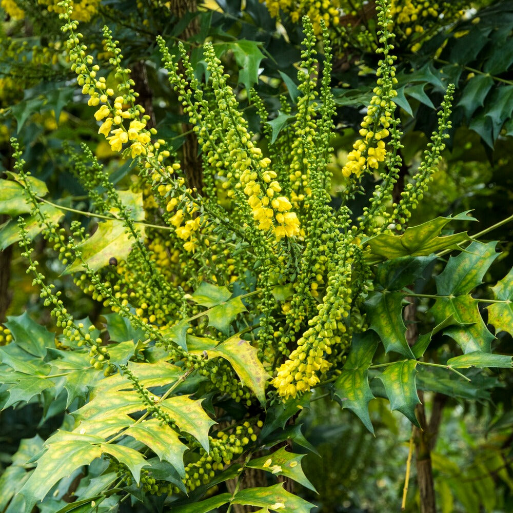 Bakker Mahonia Winter Sun arbuste pot 3L jaune hiver
