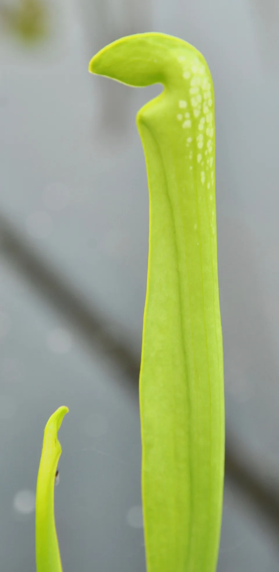 Carniflore Sarracenia minor f. viridescens plante carnivore adulte