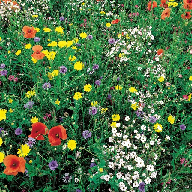 Bakker mélange graines fleurs sauvages 100g 100m²