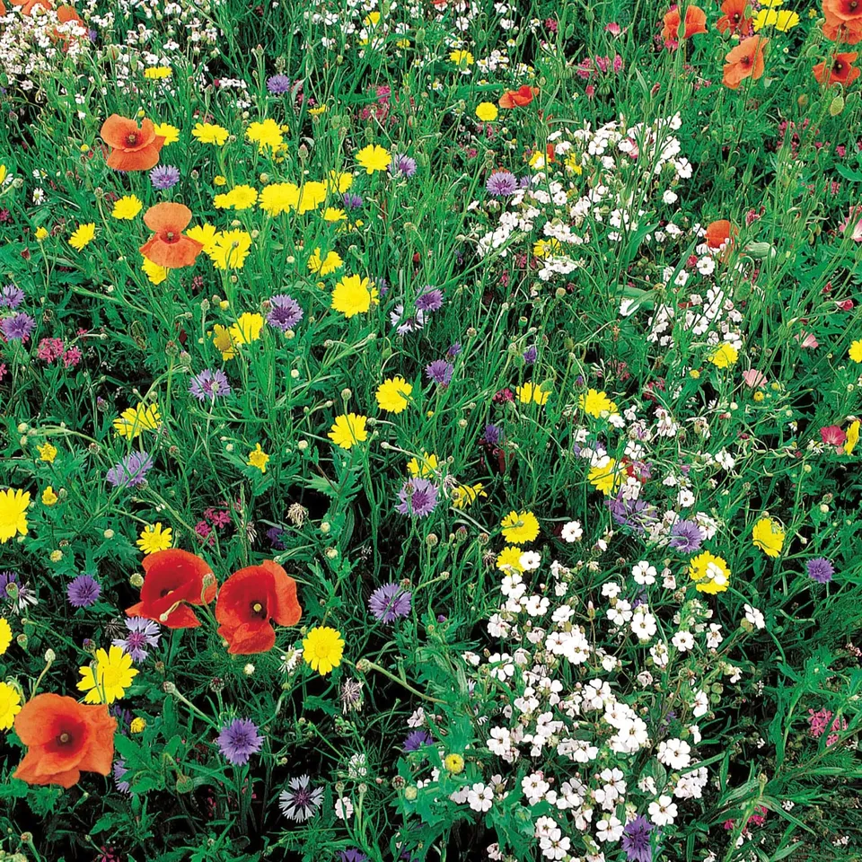 Bakker mélange graines fleurs sauvages 100g 100m²