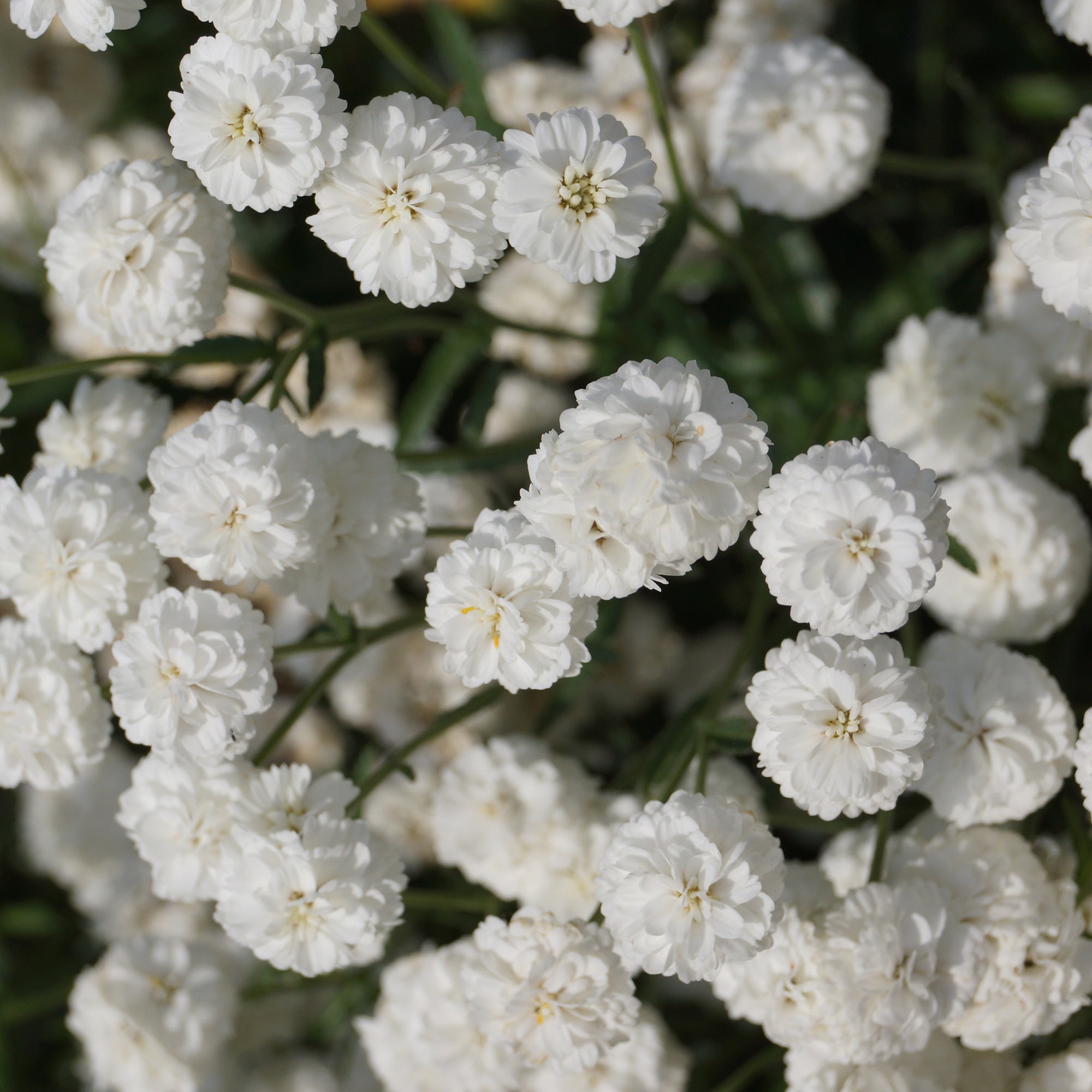 Bakker Achillée The Pearl plante vivace pot 9cm fleurs blanches