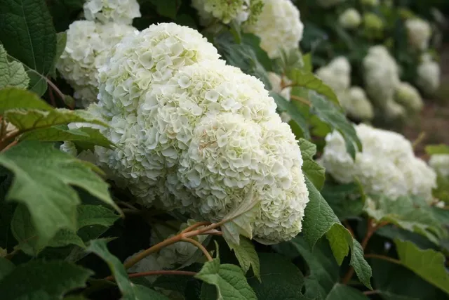 Les Hortensias du Haut Bois Harmony Hortensia Quercifolia Godet