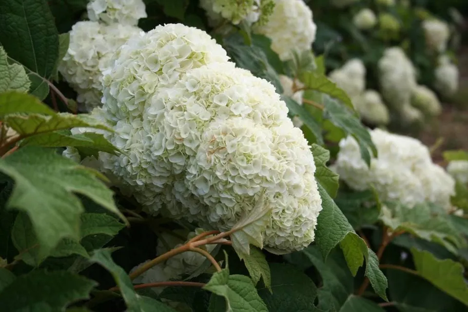 Les Hortensias du Haut Bois Harmony Hortensia Quercifolia Godet