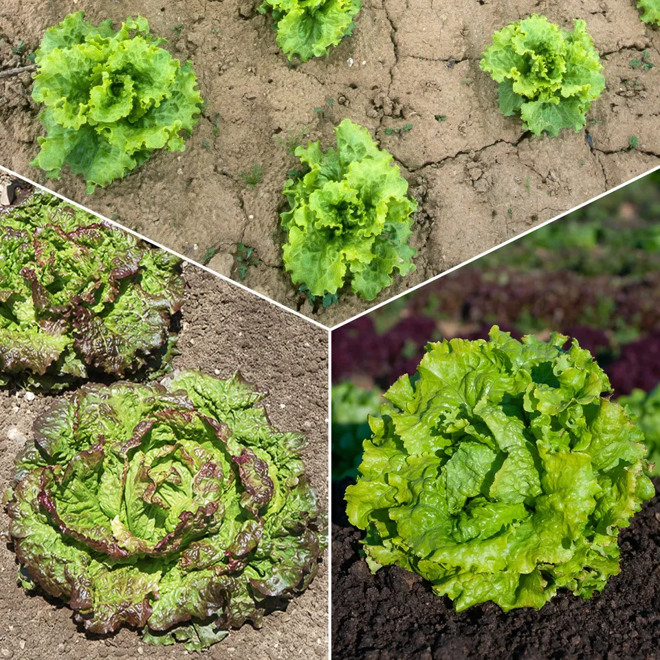 Bakker Batavia salade graines collection 3 sachets