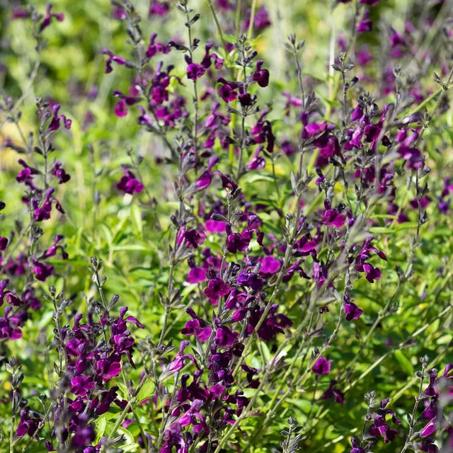 Bakker Sauge papillon de nuit vivace violette pot 9cm