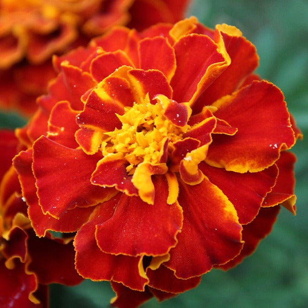 Bakker Potager et Graines Œillet d'Inde Rusty Red graines 1g orange