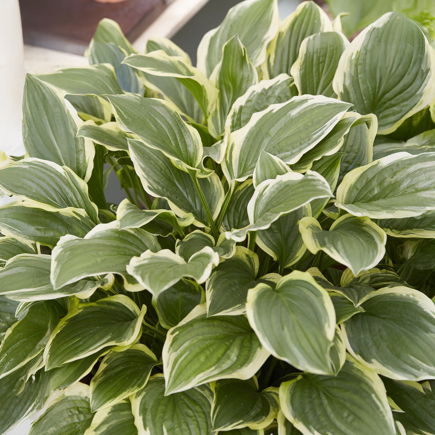 Bakker Plantes vivaces Hosta So Sweet plante vivace pot 9cm parfumée
