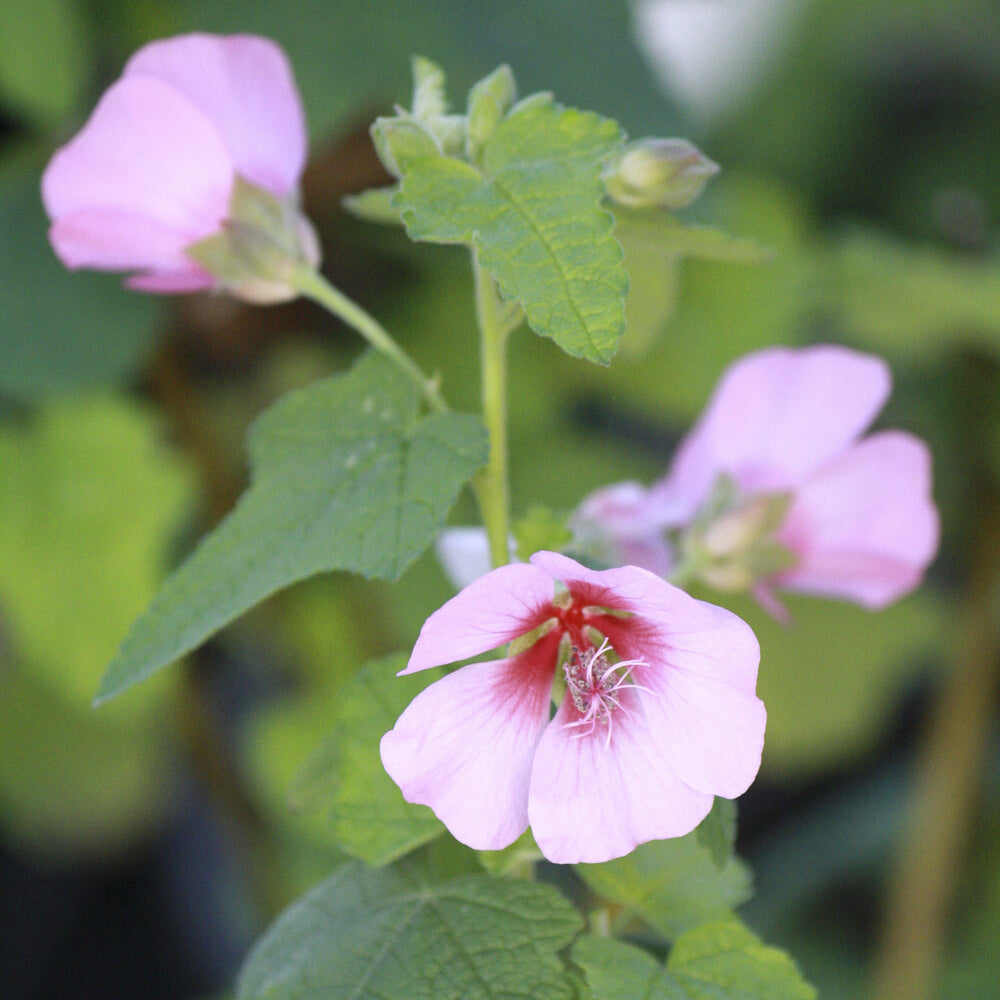 Bakker Mauve du Cap plante terrasse pot 9cm fleur pourpre