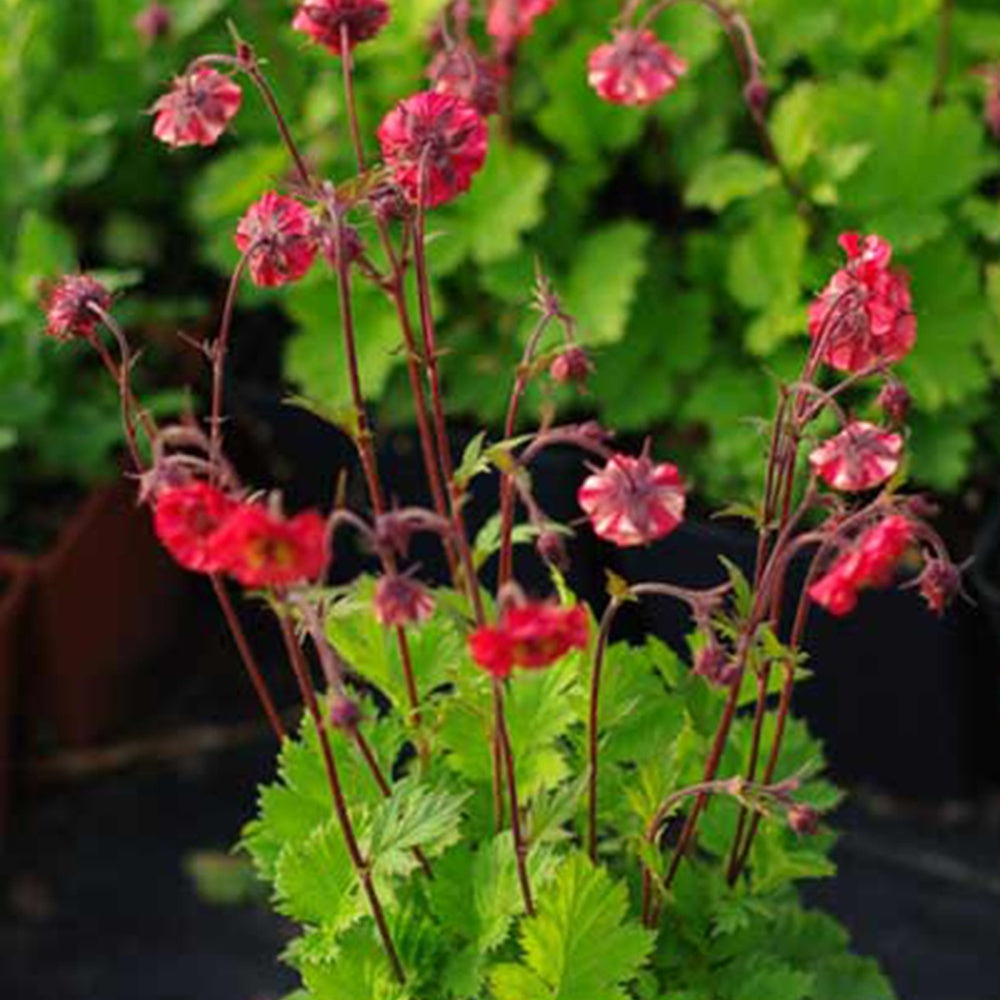 Bakker Benoîte Flames of Passion vivace pot 8cm rouge