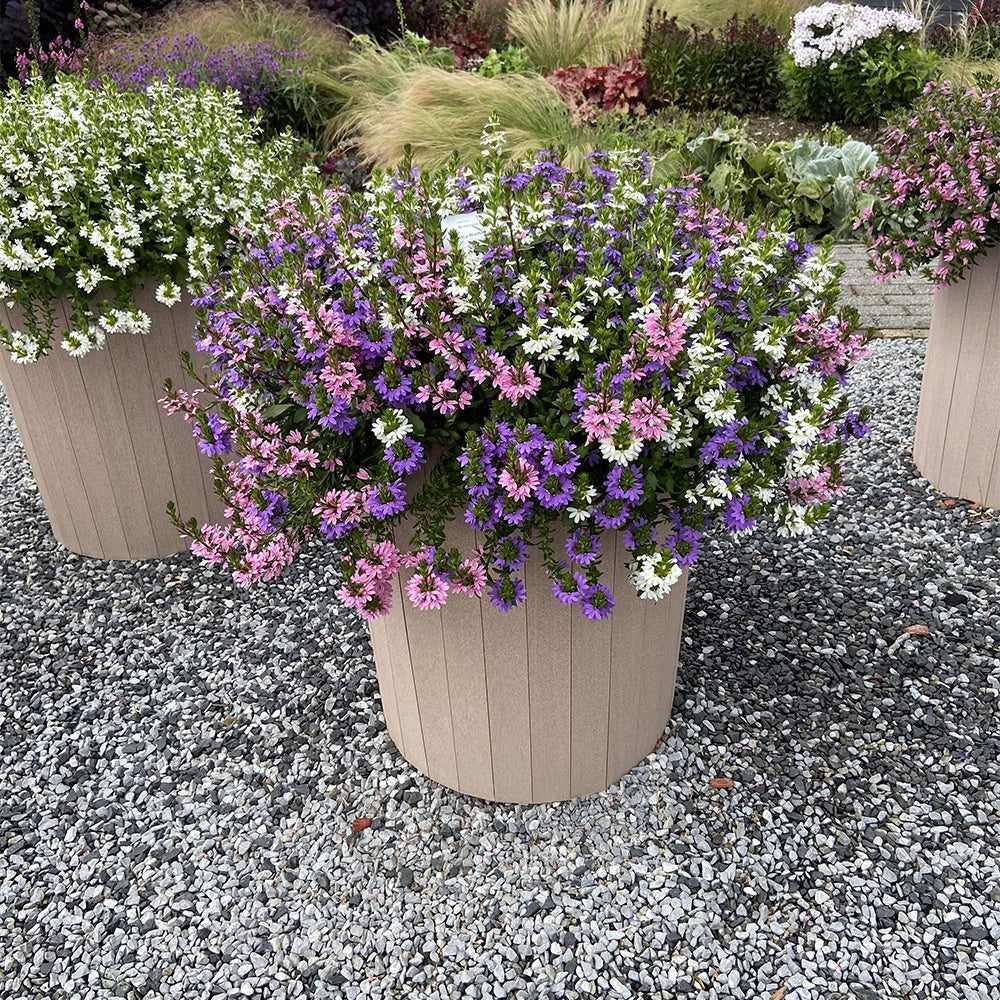 Bakker Scaevola rose bleu blanc fleur éventail 3 pots Ø10,5cm