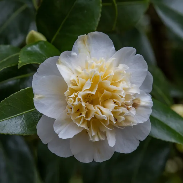 Bakker camélia Japon blanc double pot 2L
