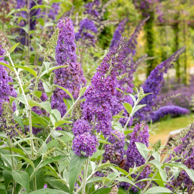 Bakker Lavender Flow arbre aux papillons tige pot Ø19cm