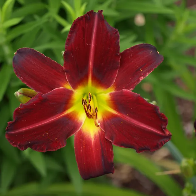 Passion Vivaces Hemerocallis Howard Goodson hémérocalle pot 1 L rouge