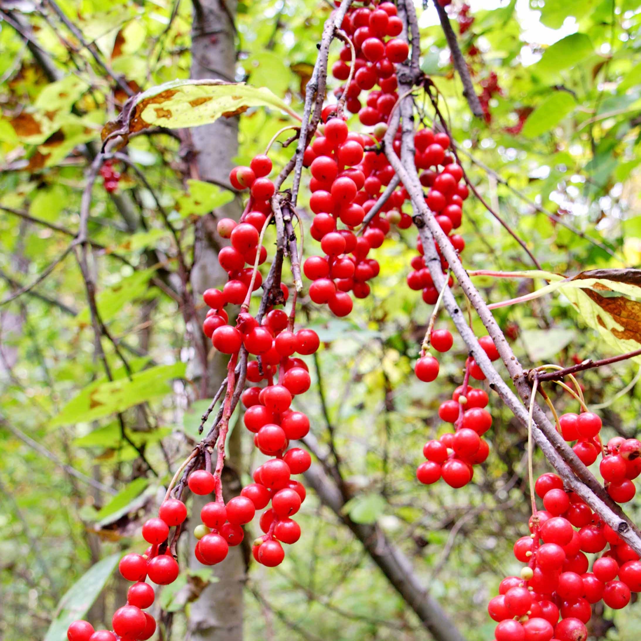 Bakker Fruit de la vitalité Schisandra fruitier 2L 40-50cm
