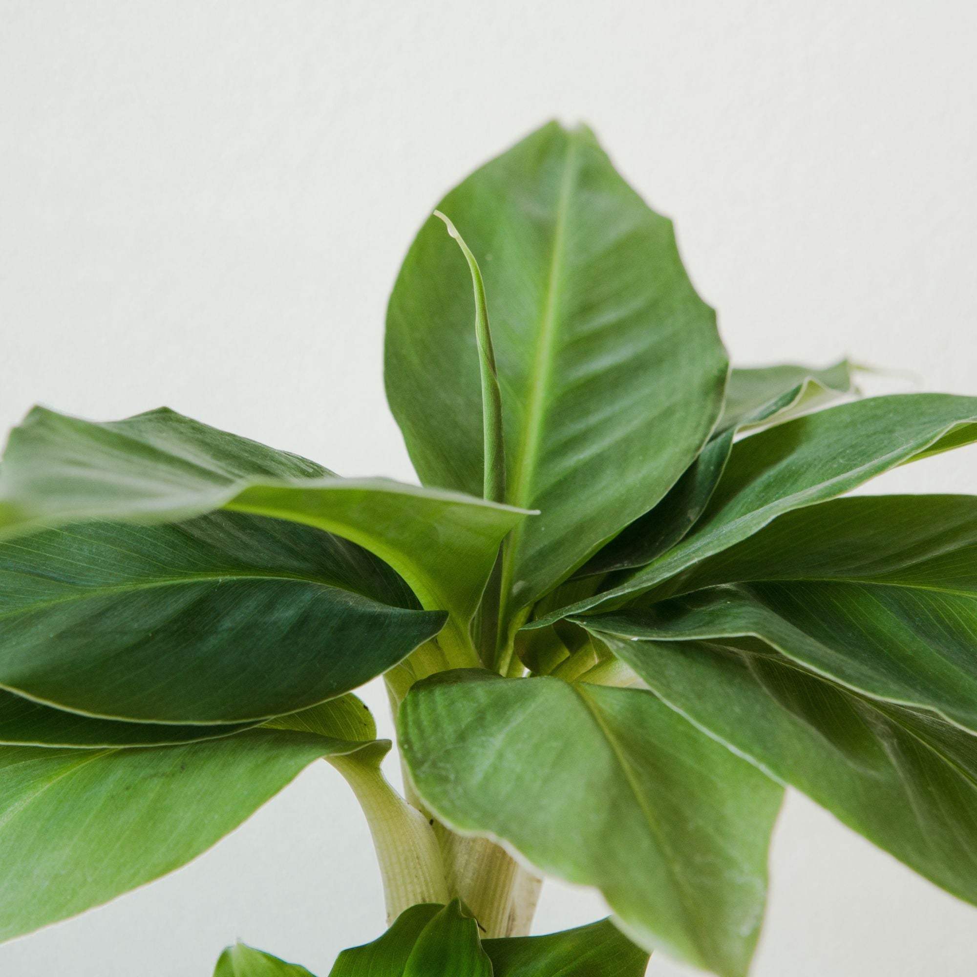Bakker Bananier nain Musa plante intérieur pot 21cm