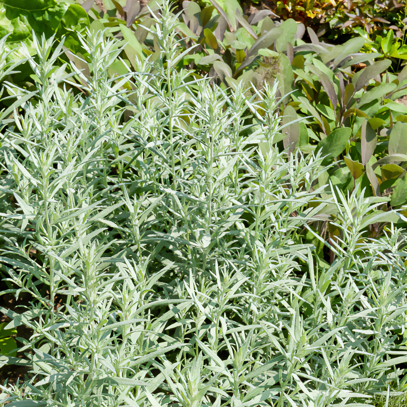Bakker Plantes vivaces Armoise Silver Queen plante godet Ø9cm