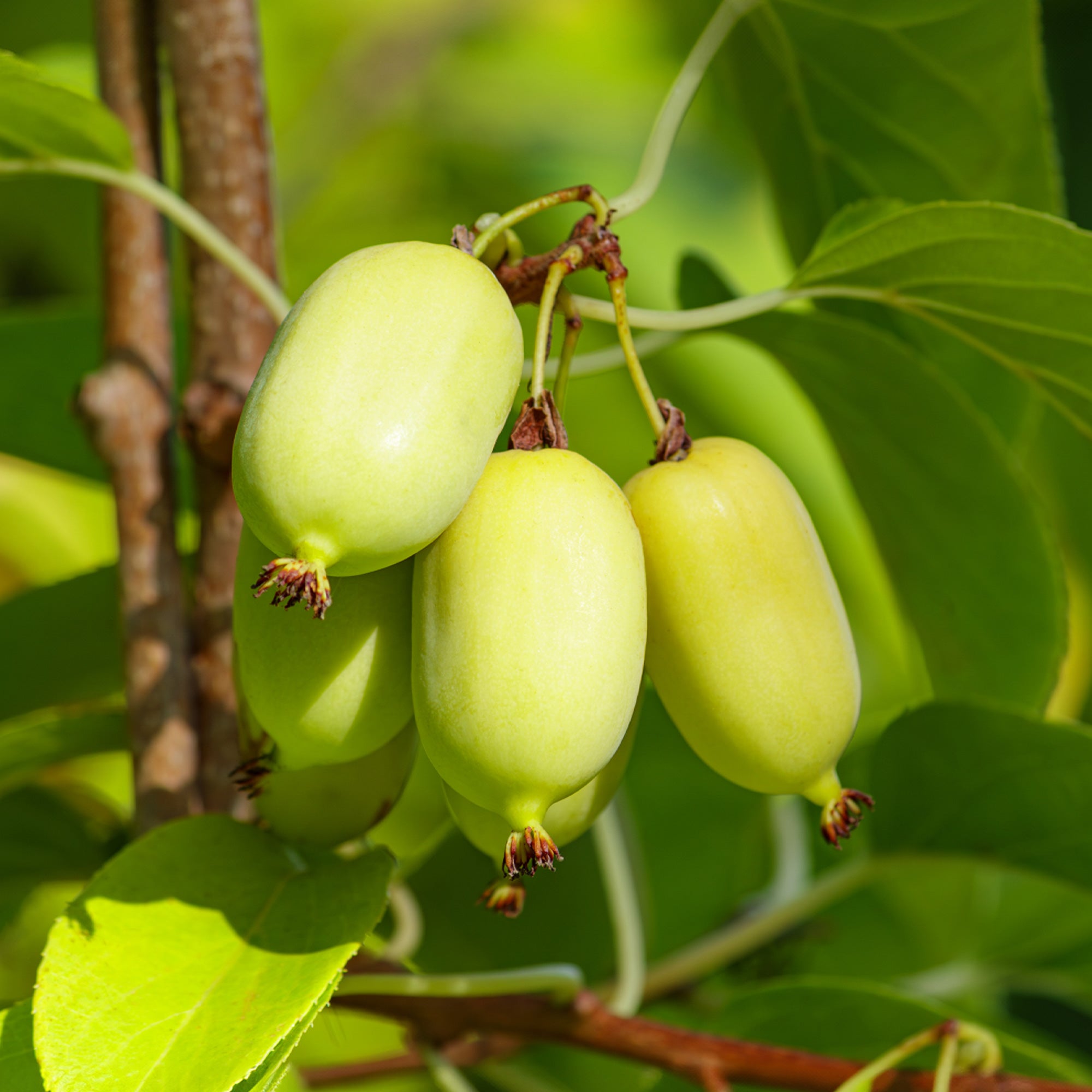 Bakker Kiwi panaché Actinidia 1.5L 40-50cm grimpante