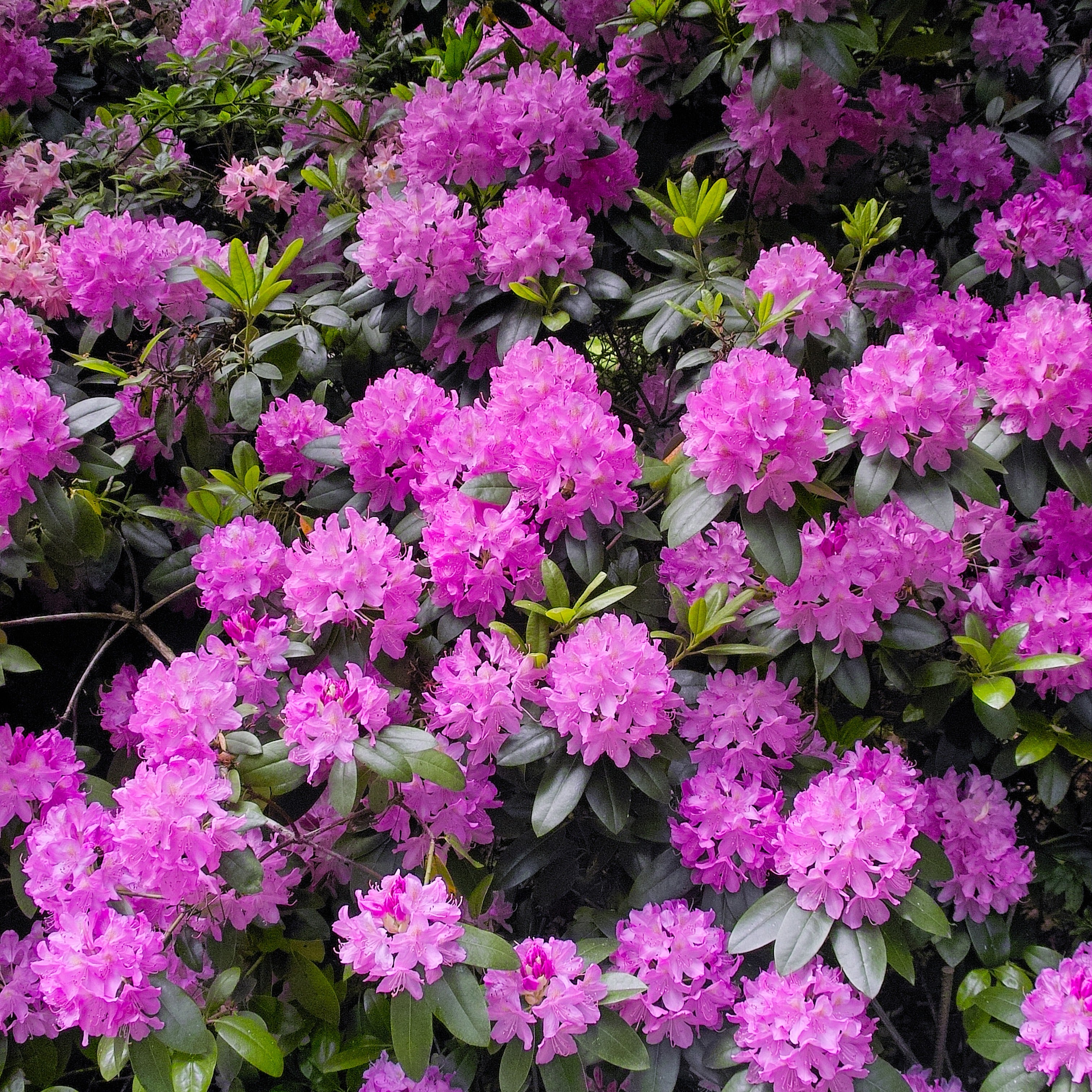 Bakker Roseum Elegans rhododendron rose pot 3L 30-40cm