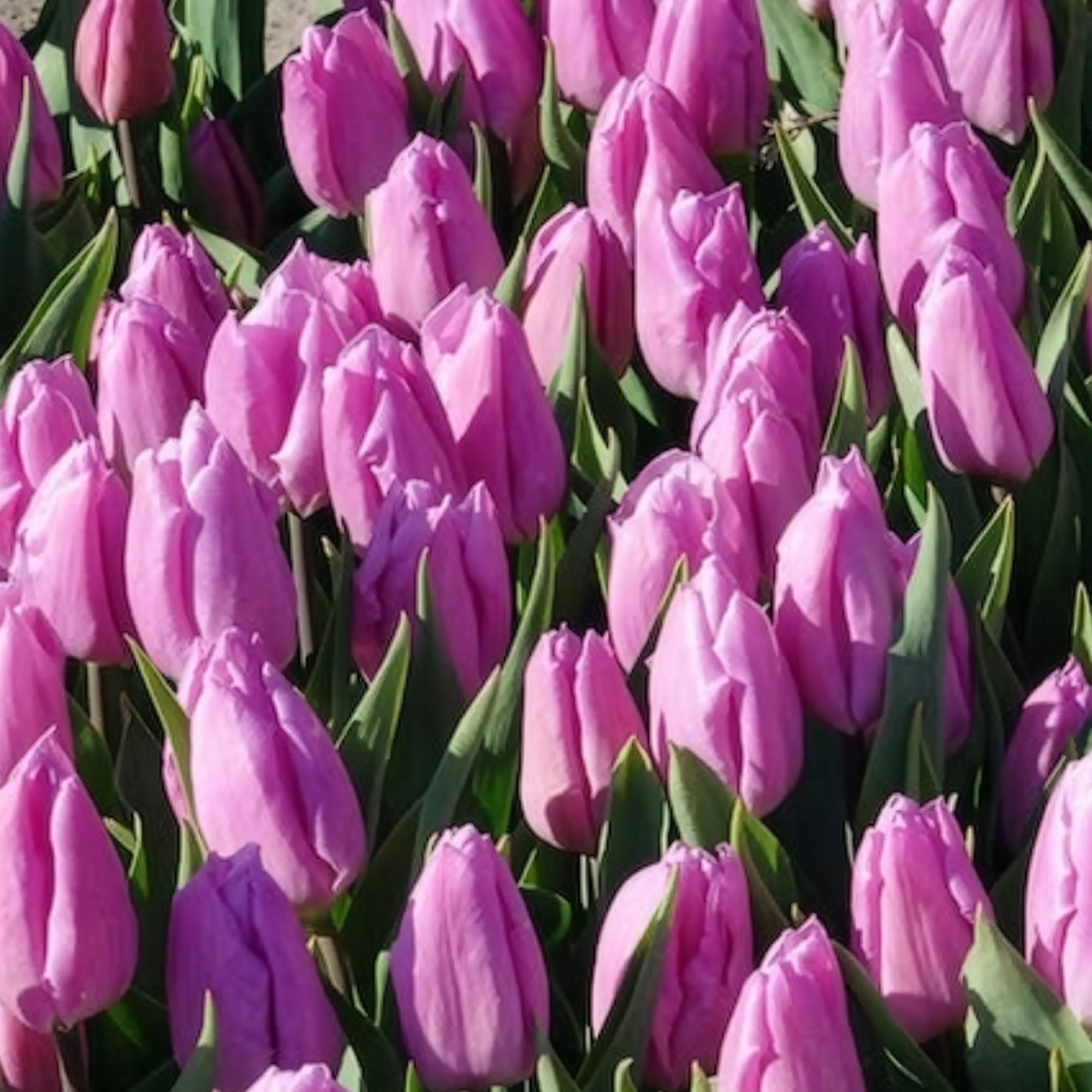 Bakker 10 Tulipes Triomphe Candy Prince bulbes sachet 10