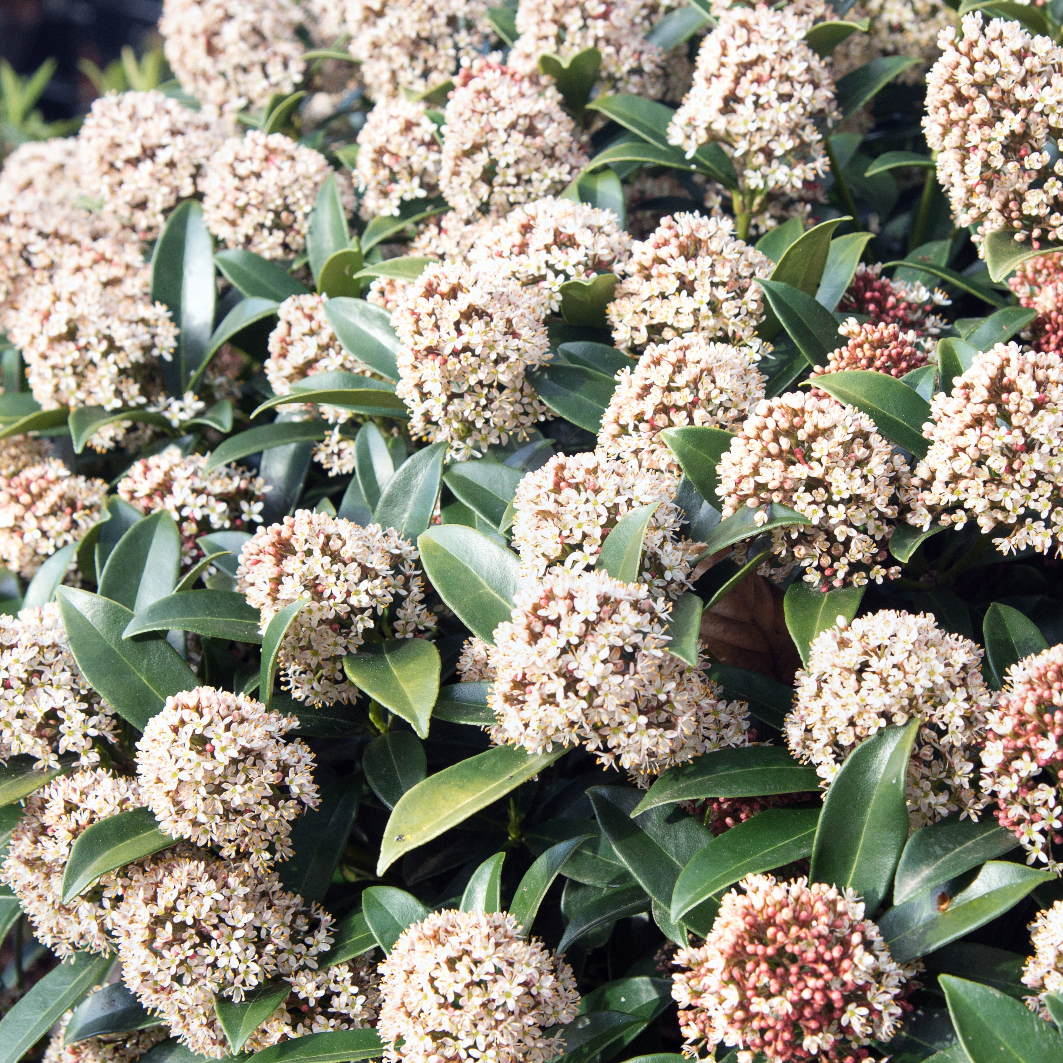 Bakker Skimmia du Japon arbuste pot 2L 20-30cm persistant