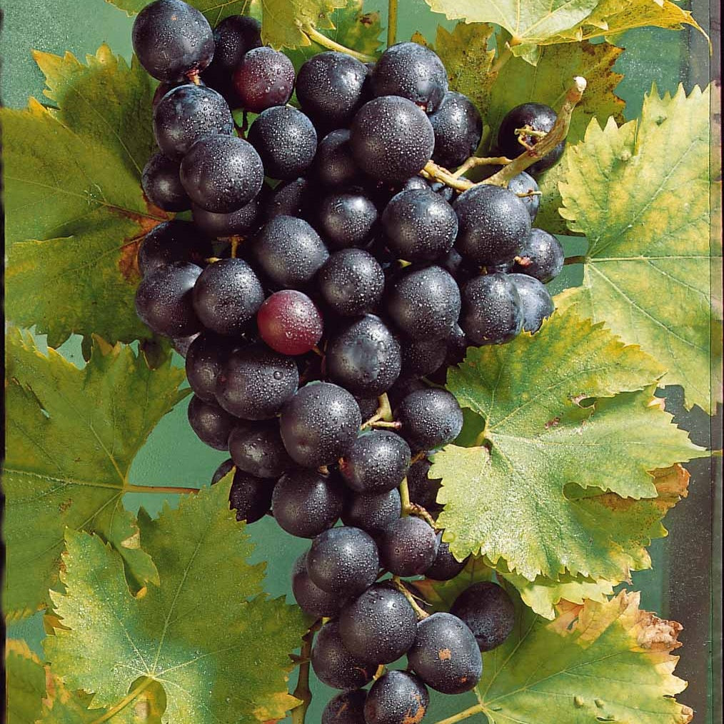 Bakker Muscat de Hambourg vigne raisin noir motte 2 ans 30-40cm