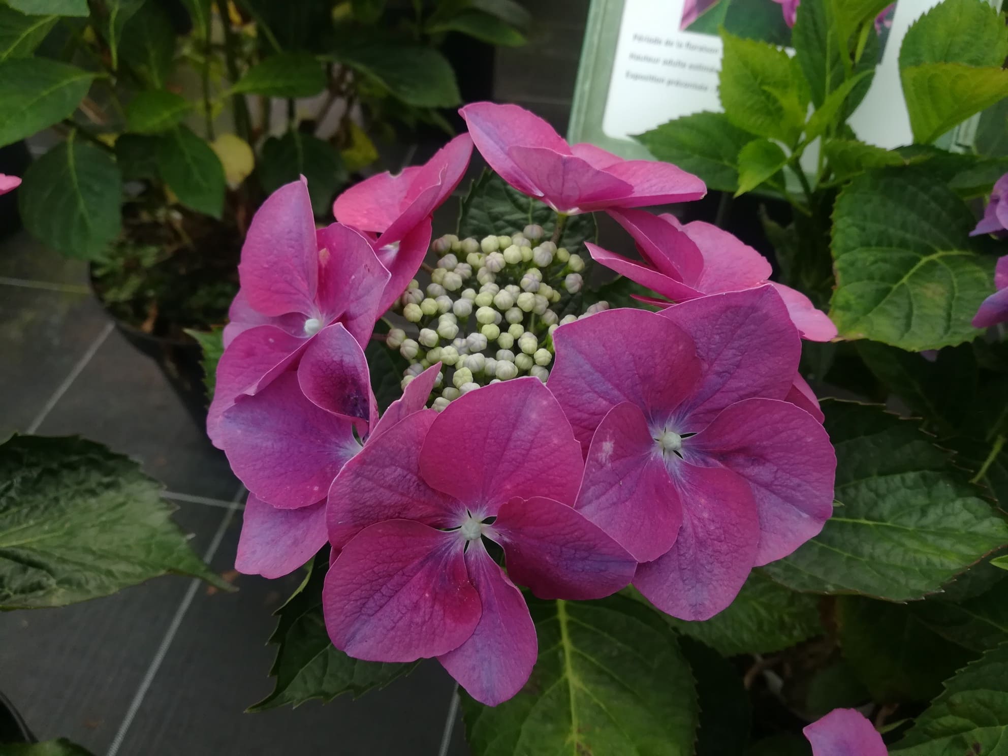 Buntspecht Hydrangea macrophylla hortensia fleurs plates