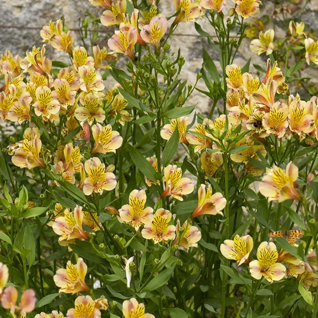 Bakker Lys Majestic Layon vivace pot 9cm jaune